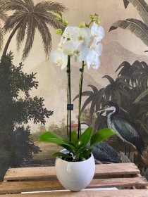 Classic White Orchid